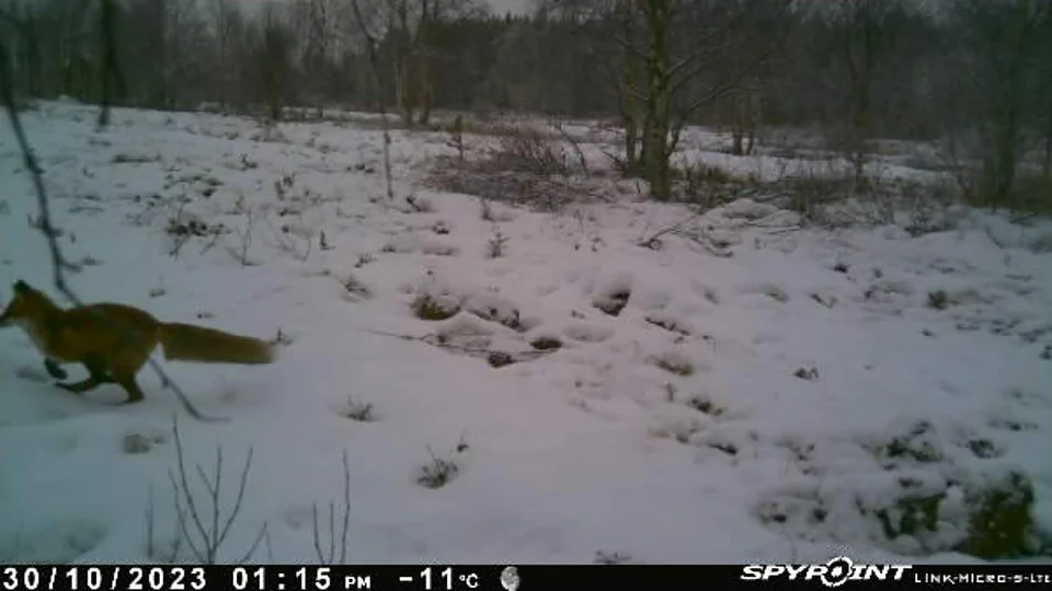 30.10.2023 klo 13:15, −11°C — kettu ravaa lumisella pellolla