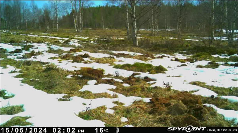 15.5.2024 klo 14:02, 16°C — sula lumi paljastaa maan