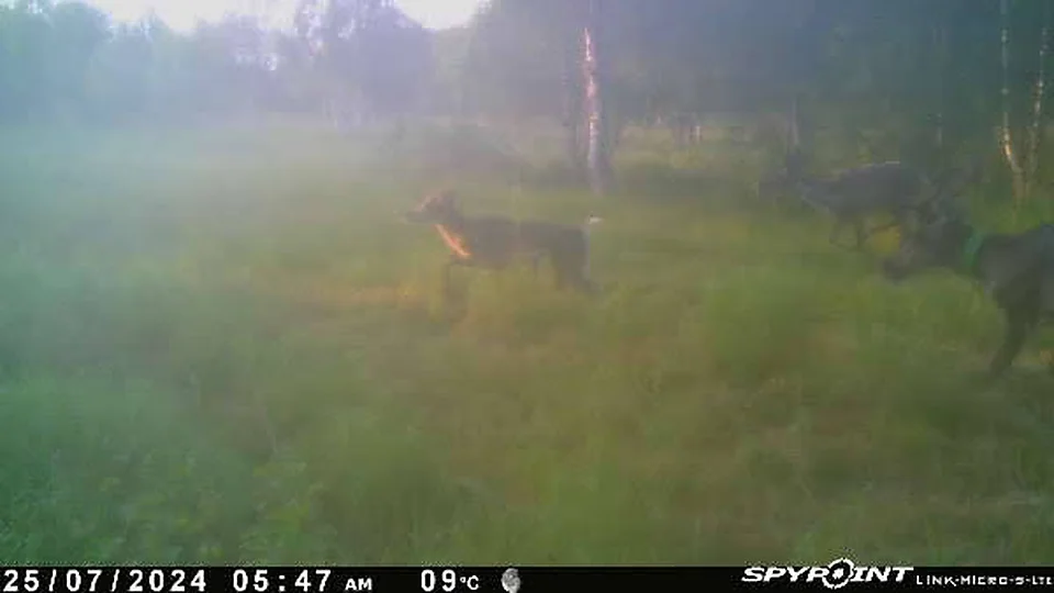 25.7.2024 klo 05:47, 9°C — poroja aamu-usvassa pellolla